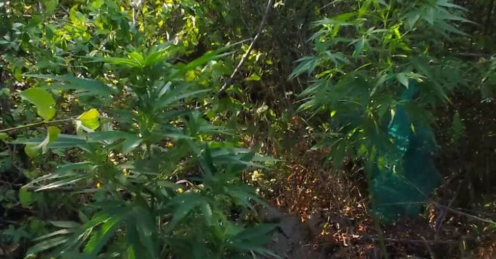 Κοζάνη: Μια σύλληψη για καλλιέργεια κάνναβης – ΦΩΤΟ