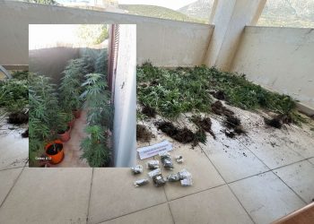 Κορωπί: Οι γλάστρες στη βεράντα 67χρονης δεν είχαν τριαντάφυλλα αλλά… 55 δενδρύλλια κάνναβης – ΦΩΤΟ
