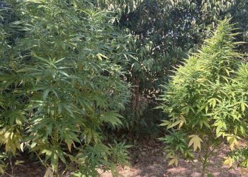 Καλαμάτα: Μία σύλληψη για ναρκωτικά και όπλα – ΦΩΤΟ