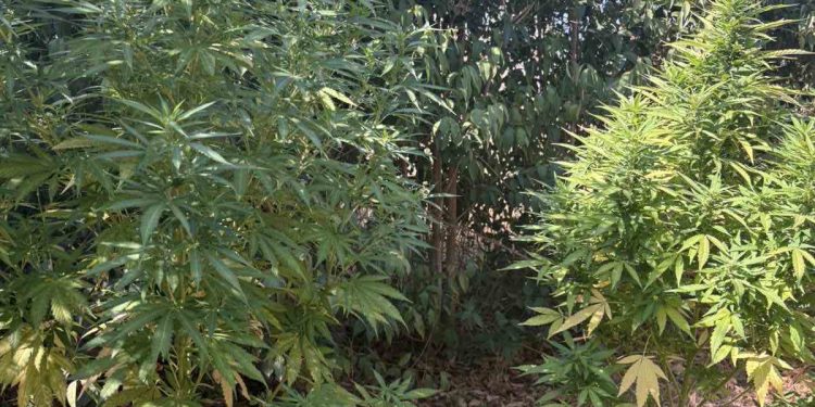 Καλαμάτα: Μία σύλληψη για ναρκωτικά και όπλα – ΦΩΤΟ