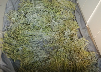 Κόνιτσα: Συνελήφθη άντρας για παράνομη συλλογή αρωματικού φυτού – ΦΩΤΟ