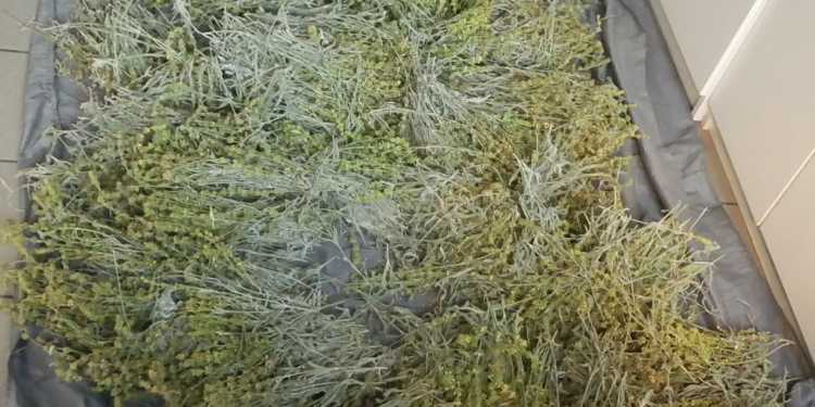 Κόνιτσα: Συνελήφθη άντρας για παράνομη συλλογή αρωματικού φυτού – ΦΩΤΟ