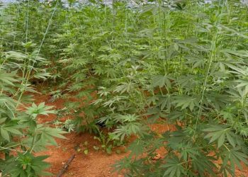 Xανιά: Μία σύλληψη για καλλιέργεια κάνναβης – Το θερμοκήπιο με 640 δενδρύλλια της χασισοφυτείας – ΦΩΤΟ