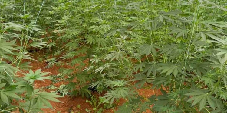 Xανιά: Μία σύλληψη για καλλιέργεια κάνναβης – Το θερμοκήπιο με 640 δενδρύλλια της χασισοφυτείας – ΦΩΤΟ