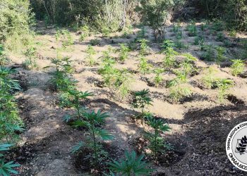 Δάσος «φούντας» στην Θεσσαλονίκη: Εντοπίστηκε φυτεία με 453 δενδρύλλια κάνναβης – ΒΙΝΤΕΟ -ΦΩΤΟ
