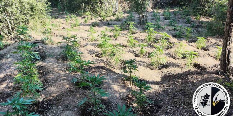 Δάσος «φούντας» στην Θεσσαλονίκη: Εντοπίστηκε φυτεία με 453 δενδρύλλια κάνναβης – ΒΙΝΤΕΟ -ΦΩΤΟ