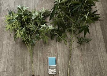 Ιωάννινα: Οι γλάστρες στο μπαλκόνι του είχαν εκτός από λουλούδια και… κάνναβη – ΦΩΤΟ