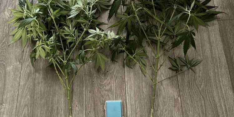 Ιωάννινα: Οι γλάστρες στο μπαλκόνι του είχαν εκτός από λουλούδια και… κάνναβη – ΦΩΤΟ