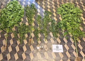 Ρόδος: Συνελήφθη 49χρονος για κατοχή και καλλιέργεια κάνναβης – ΦΩΤΟ