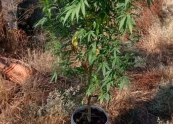 Κοζάνη: Καλλιεργούσε δενδρύλλιο κάνναβης ύψους 2 μέτρων στο κτήμα του – ΦΩΤΟ