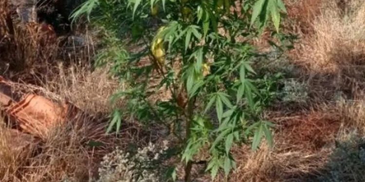 Κοζάνη: Καλλιεργούσε δενδρύλλιο κάνναβης ύψους 2 μέτρων στο κτήμα του – ΦΩΤΟ