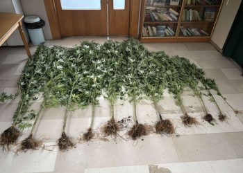 Ιωάννινα: Δύο συλλήψεις για καλλιέργεια κάνναβης – ΦΩΤΟ