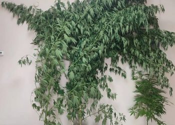 Πτολεμαΐδα: Συνελήφθη 57χρονος που καλλιεργούσε και διακινούσε κάνναβη – Τον «ξετρύπωσε» ο «Ορφέας» – ΦΩΤΟ