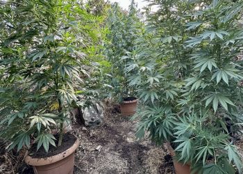 Μυλοπόταμος Ρεθύμνης: Νέα χασισοφυτεία με δενδρύλλια κάνναβης – ΦΩΤΟ