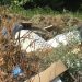 Πέλλα: Ο καβγάς για λίγα ροδάκινα κατέληξε σε άγριο έγκλημα – ΒΙΝΤΕΟ – ΦΩΤΟ
