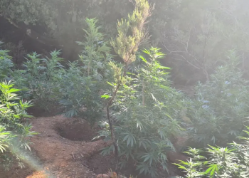 Κρήτη: Εντοπίστηκε χασισοφυτεία μέσα σε φαράγγι – ΦΩΤΟ