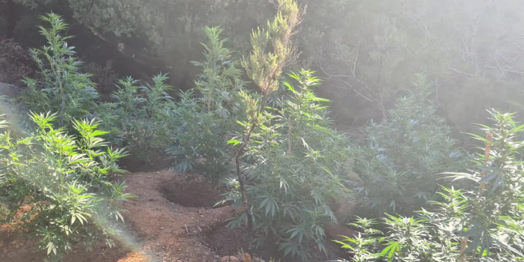 Κρήτη: Εντοπίστηκε χασισοφυτεία μέσα σε φαράγγι – ΦΩΤΟ