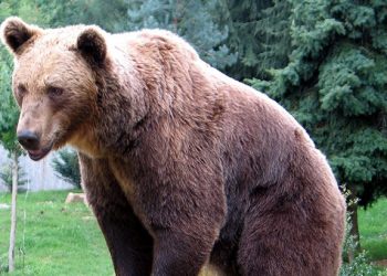 Ιωάνιννα: Αρκούδα τραυμάτισε ηλικιωμένο στην αυλή του σπιτιού του – ΒΙΝΤΕΟ