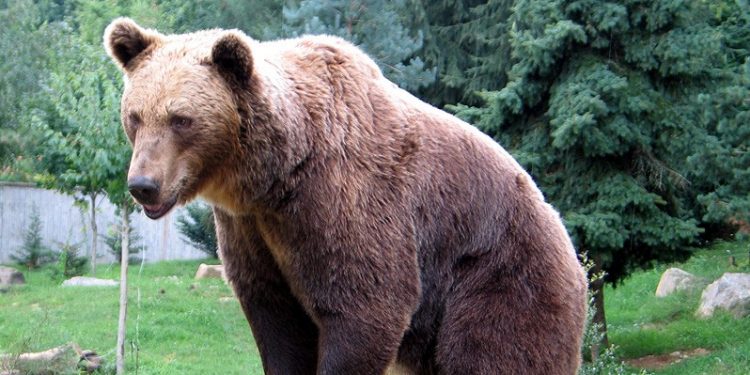Ιωάνιννα: Αρκούδα τραυμάτισε ηλικιωμένο στην αυλή του σπιτιού του – ΒΙΝΤΕΟ