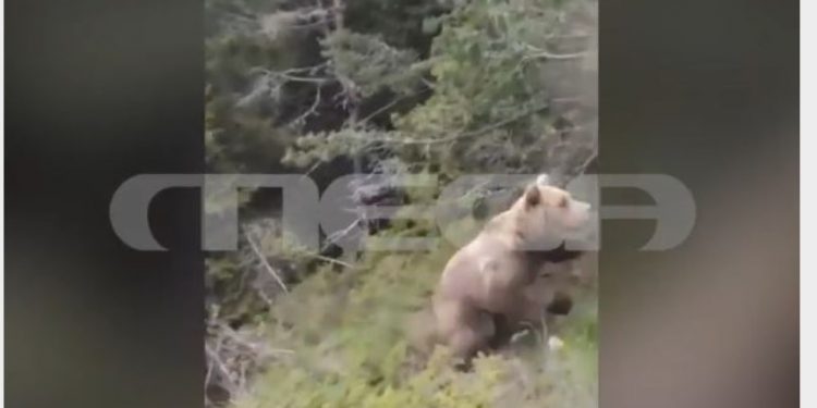 ΒΙΝΤΕΟ ΝΤΟΚΟΥΜΕΝΤΟ από τις τελευταίες κινήσεις του ορειβάτη πριν την επίθεση της αρκούδας στη Δράμα – ΦΩΤΟ