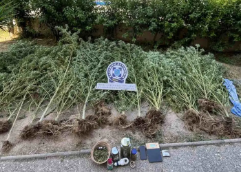 Ασπρόπυργος: Συνελήφθη 49χρονος για καλλιέργεια κάνναβης στο σπίτι του – ΦΩΤΟ