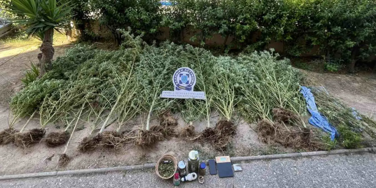 Ασπρόπυργος: Συνελήφθη 49χρονος για καλλιέργεια κάνναβης στο σπίτι του – ΦΩΤΟ
