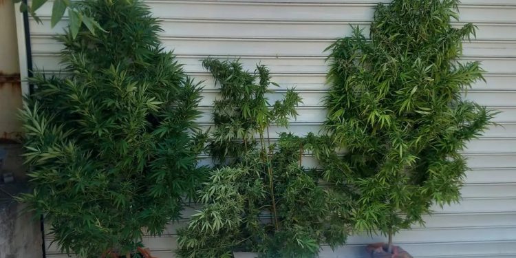 Δραπετσώνα: «Μερακλής» 60χρονος καλλιεργούσε δενδρύλλια κάνναβης – ΦΩΤΟ