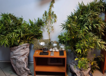 Χαλκίδα: Δύο συλλήψεις για καλλιέργεια δενδρυλλίων κάνναβης – ΦΩΤΟ