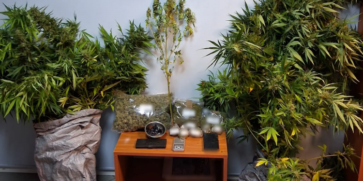 Χαλκίδα: Δύο συλλήψεις για καλλιέργεια δενδρυλλίων κάνναβης – ΦΩΤΟ