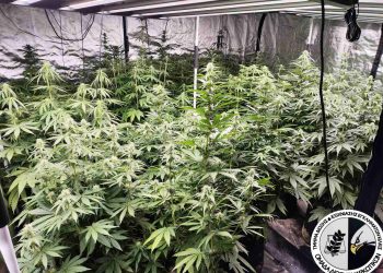 Θεσσαλονίκη: Μία σύλληψη για καλλιέργεια κάνναβης σε αποθήκη – ΒΙΝΤΕΟ – ΦΩΤΟ