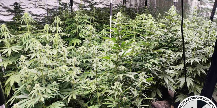 Θεσσαλονίκη: Μία σύλληψη για καλλιέργεια κάνναβης σε αποθήκη – ΒΙΝΤΕΟ – ΦΩΤΟ