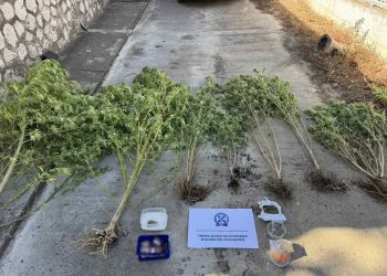 Συνελήφθη 47χρονος που καλλιεργούσε δενδρύλλια κάνναβης σε δύσβατη περιοχή της Θεσσαλονίκης – ΦΩΤΟ