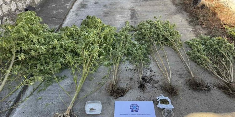 Συνελήφθη 47χρονος που καλλιεργούσε δενδρύλλια κάνναβης σε δύσβατη περιοχή της Θεσσαλονίκης – ΦΩΤΟ