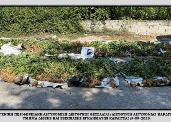 Εντοπίστηκε χασισοφυτεία με δενδρύλλια κάνναβης σε δύσβατη περιοχή της Καρδίτσας – ΦΩΤΟ