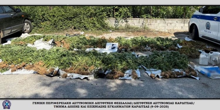 Εντοπίστηκε χασισοφυτεία με δενδρύλλια κάνναβης σε δύσβατη περιοχή της Καρδίτσας – ΦΩΤΟ