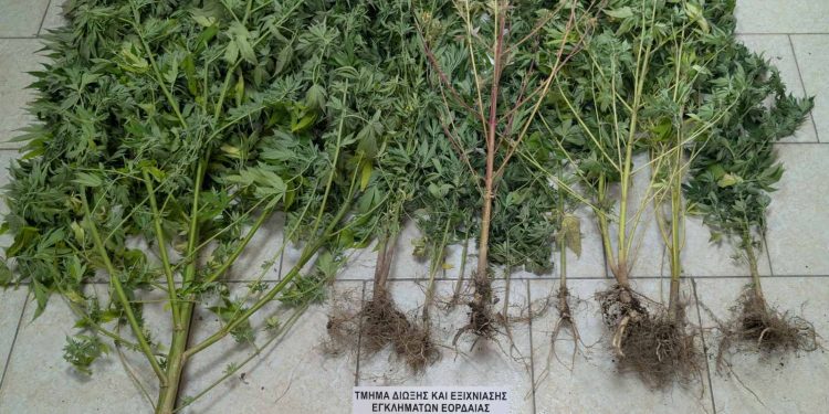 Κοζάνη: Ο «Ορφέας» μύρισε την κάνναβη – Συνελήφθη 67χρονος – ΦΩΤΟ