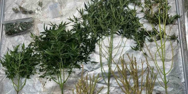 Λέρος: 57χρονος καλλιεργούσε κάνναβη στο σπίτι του – ΦΩΤΟ