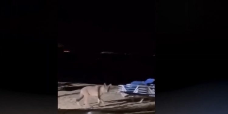 Επίθεση λύκου σε 5χρονη στην παραλία του Μαρμαρά στη Χαλκιδική – ΒΙΝΤΕΟ – ΦΩΤΟ