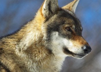 Χαλκιδική: 5χρονη δέχθηκε επίθεση από λύκο σε παραλία – Πώς σώθηκε