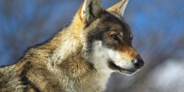 Χαλκιδική: 5χρονη δέχθηκε επίθεση από λύκο σε παραλία – Πώς σώθηκε