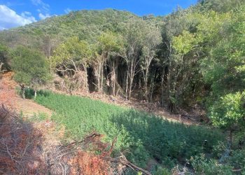 Εντοπίστηκε χασισοφυτεία με 850 δενδρύλλια κάνναβης στο Μεσολόγγι – ΦΩΤΟ
