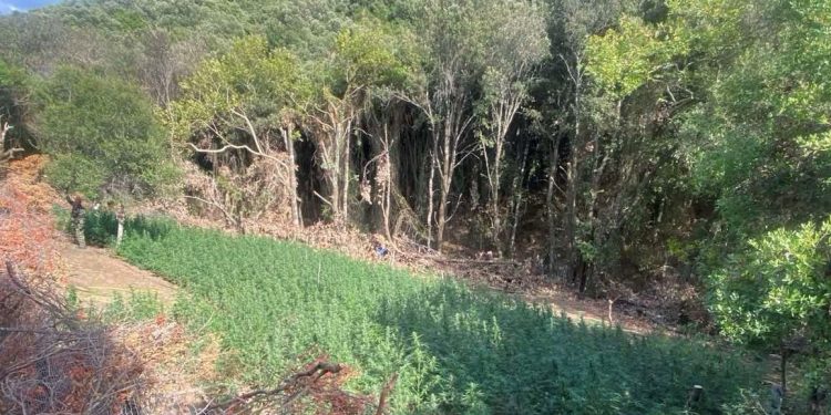 Εντοπίστηκε χασισοφυτεία με 850 δενδρύλλια κάνναβης στο Μεσολόγγι – ΦΩΤΟ