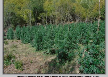 Στα όρη, στα άγρια βουνά του Ολύμπου η χασισοφυτεία – ΒΙΝΤΕΟ – ΦΩΤΟ