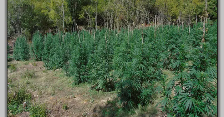 Στα όρη, στα άγρια βουνά του Ολύμπου η χασισοφυτεία – ΒΙΝΤΕΟ – ΦΩΤΟ