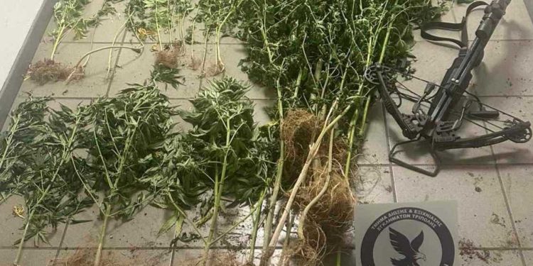 Τρίπολη: Συνελήφθησαν 2 άτομα με κάνναβη και… βαλλίστρα – ΦΩΤΟ