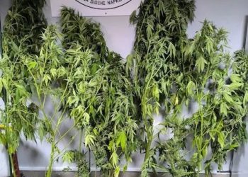 Βέροια: Χειροπέδες σε άνδρα που καλλιεργούσε δενδρύλλια κάνναβης – ΦΩΤΟ