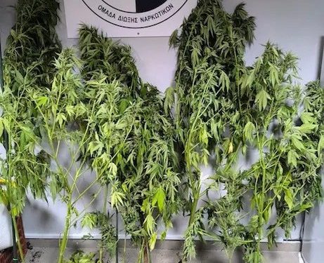 Βέροια: Χειροπέδες σε άνδρα που καλλιεργούσε δενδρύλλια κάνναβης – ΦΩΤΟ