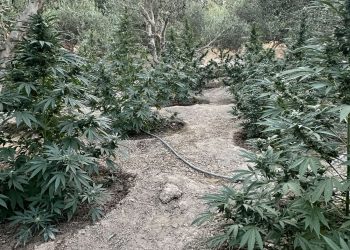 Ρέθυμνο: Εντοπίστηκε χασισοφυτεία – Χειροπέδες σε 29χρονο και 31χρονο – ΦΩΤΟ