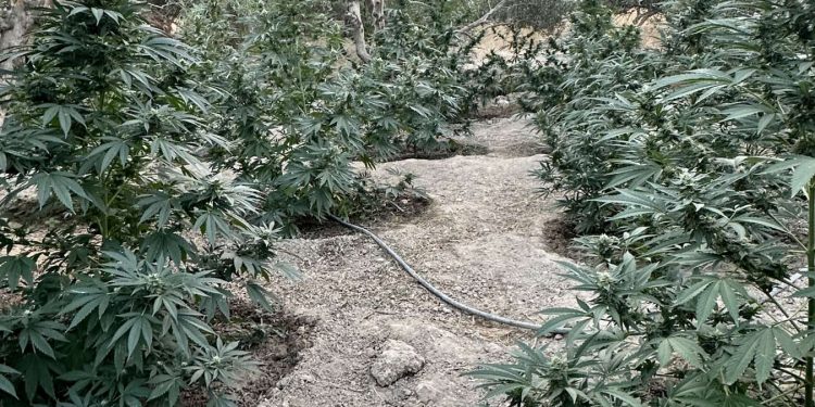 Ρέθυμνο: Εντοπίστηκε χασισοφυτεία – Χειροπέδες σε 29χρονο και 31χρονο – ΦΩΤΟ