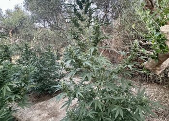 Ρέθυμνο: Εντοπίστηκε χασισοφυτεία – Χειροπέδες σε 29χρονο και 31χρονο – ΦΩΤΟ